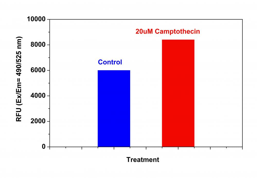 Cell Meter™ Caspase 8 Activity Apoptosis Assay Kit *Green Fluorescence* - AAT Bioquest