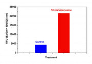 Cell Meter™ Caspase 9 Activity Apoptosis Assay Kit *Green Fluorescence* - AAT Bioquest