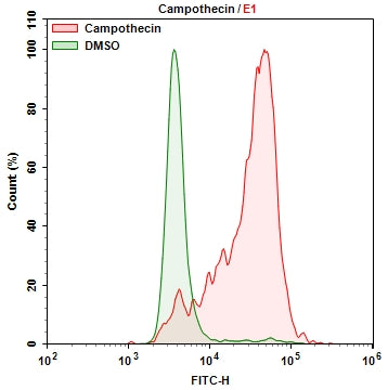 Cell Meter™ Cellular Senescence Activity Assay Kit *Green Fluorescence* - AAT Bioquest