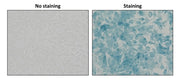 Cell Meter™ Colorimetric Cellular Senescence Activity Assay Kit *Blue Color* - AAT Bioquest