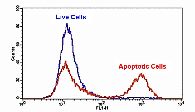 Cell Meter™ FITC-Annexin V Binding Apoptosis Assay Kit *Optimized for Flow Cytometry* - AAT Bioquest