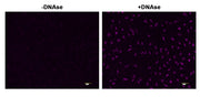 Cell Meter™ Fixed Cell and Tissue TUNEL Apoptosis Assay Kit *Blue Fluorescence* - AAT Bioquest