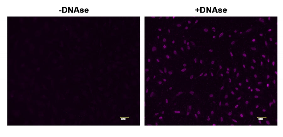 Cell Meter™ Fixed Cell and Tissue TUNEL Apoptosis Assay Kit *Blue Fluorescence* - AAT Bioquest