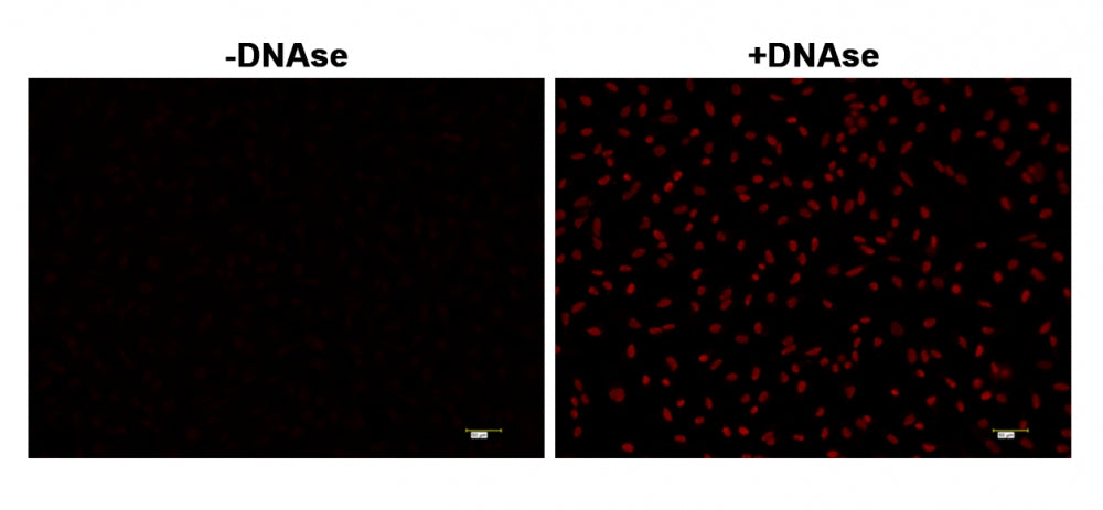 Cell Meter™ Fixed Cell and Tissue TUNEL Apoptosis Assay Kit *Deep Red Fluorescence* - AAT Bioquest
