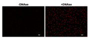Cell Meter™ Fixed Cell and Tissue TUNEL Apoptosis Assay Kit *Deep Red Fluorescence* - AAT Bioquest