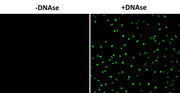Cell Meter™ Fixed Cell and Tissue TUNEL Apoptosis Assay Kit *Green Fluorescence* - AAT Bioquest