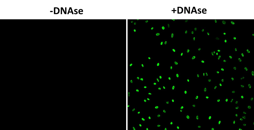 Cell Meter™ Fixed Cell and Tissue TUNEL Apoptosis Assay Kit *Green Fluorescence* - AAT Bioquest