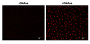 Cell Meter™ Fixed Cell and Tissue TUNEL Apoptosis Assay Kit *Red Fluorescence* - AAT Bioquest