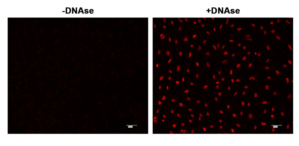 Cell Meter™ Fixed Cell and Tissue TUNEL Apoptosis Assay Kit *Red Fluorescence* - AAT Bioquest