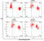 Cell Meter™ Fluorescence Gap Junction Tracing Kit - AAT Bioquest