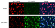 Cell Meter™ Fluorimetric Cellular Lipid Peroxidation Assay Kit - AAT Bioquest