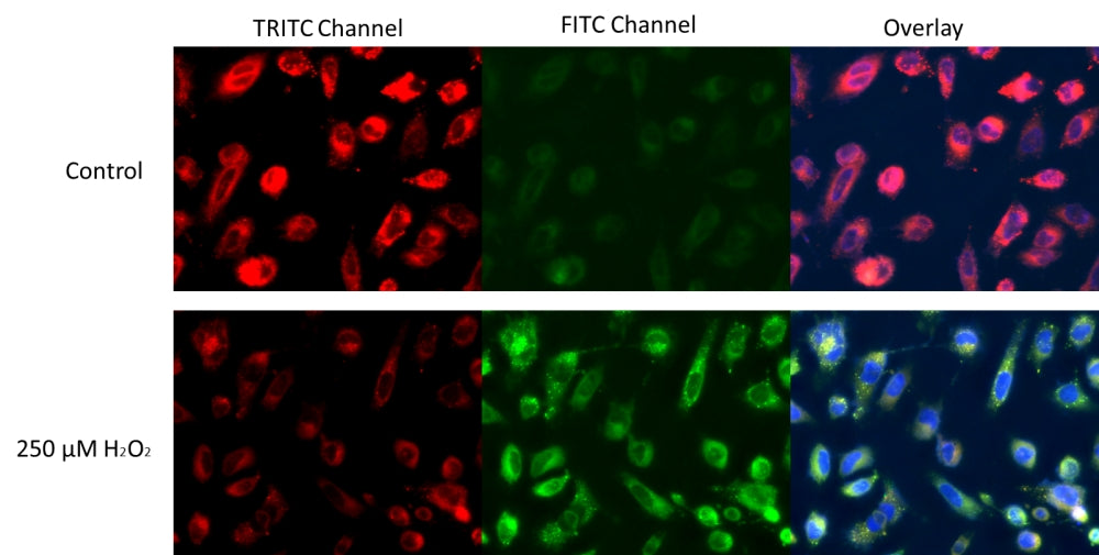 Cell Meter™ Fluorimetric Cellular Lipid Peroxidation Assay Kit - AAT Bioquest