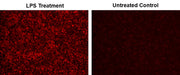 Cell Meter™ Fluorimetric Intracellular Nitric Oxide (NO) Activity Assay Kit *NIR Fluorescence Optimized for Microplate Reader* - AAT Bioquest