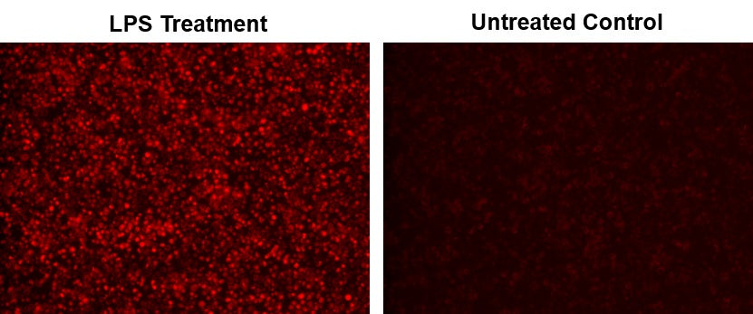 Cell Meter™ Fluorimetric Intracellular Nitric Oxide (NO) Activity Assay Kit *NIR Fluorescence Optimized for Microplate Reader* - AAT Bioquest