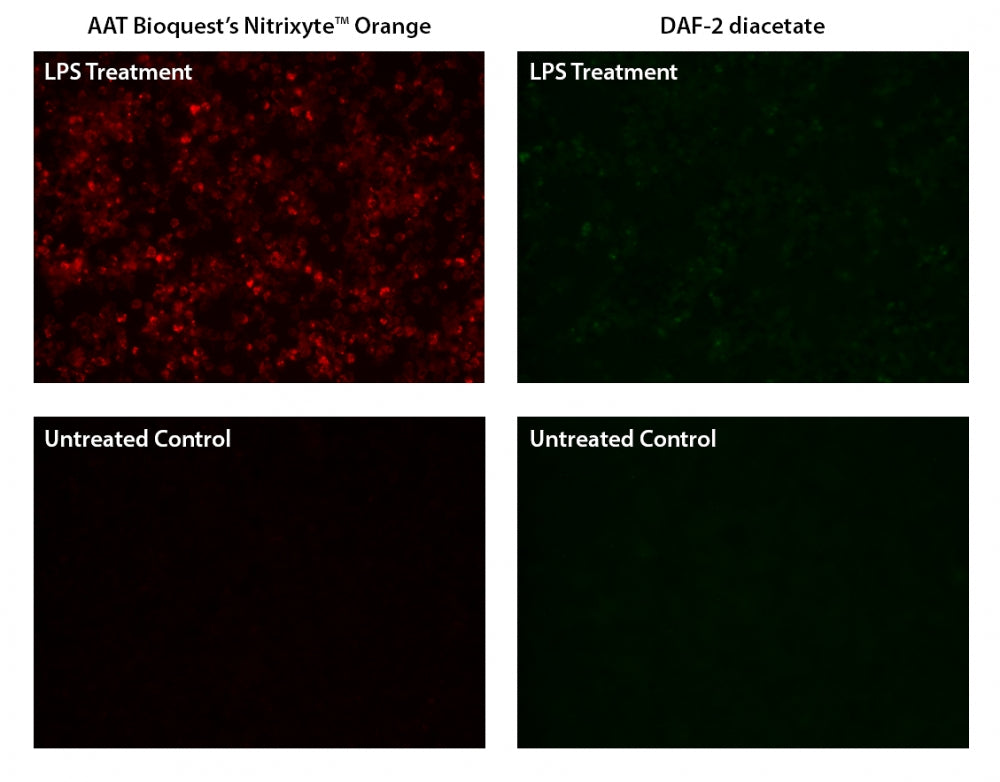 Cell Meter™ Fluorimetric Intracellular Nitric Oxide (NO) Activity Assay Kit *Orange Fluorescence Optimized for Microplate Reader* - AAT Bioquest