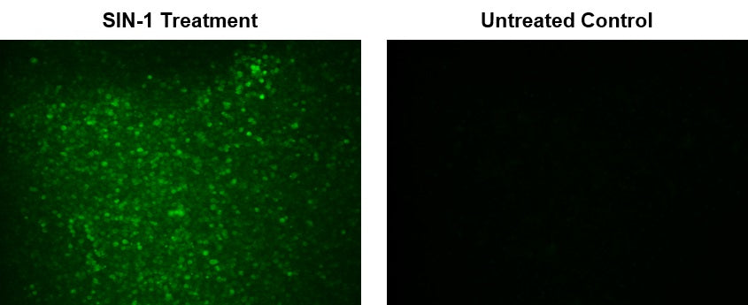 Cell Meter™ Fluorimetric Intracellular Peroxynitrite Assay Kit *Green Fluorescence* - AAT Bioquest