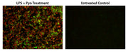 Cell Meter™ Fluorimetric Intracellular Total ROS Activity Assay Kit*Green Fluorescence* - AAT Bioquest
