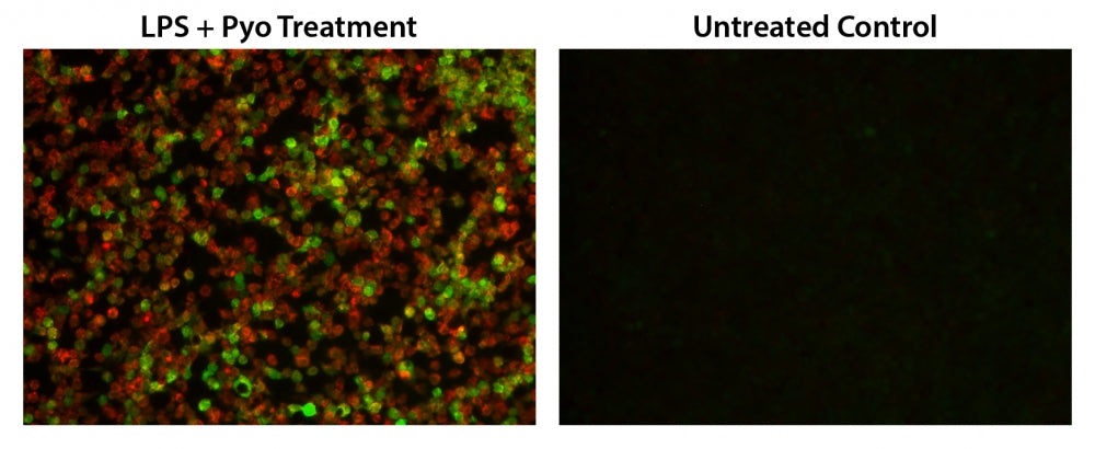 Cell Meter™ Fluorimetric Intracellular Total ROS Activity Assay Kit*Green Fluorescence* - AAT Bioquest