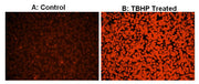Cell Meter™ Fluorimetric Intracellular Total ROS Activity Assay Kit*Orange Fluorescence* - AAT Bioquest