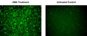 Cell Meter™ Fluorimetric Mitochondrial Superoxide Activity Assay Kit *Green Fluorescence* - AAT Bioquest