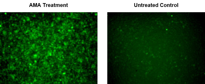 Cell Meter™ Fluorimetric Mitochondrial Superoxide Activity Assay Kit *Green Fluorescence* - AAT Bioquest