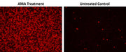 Cell Meter™ Fluorimetric Mitochondrial Superoxide Activity Assay Kit*Optimized for Microplate Reader* - AAT Bioquest