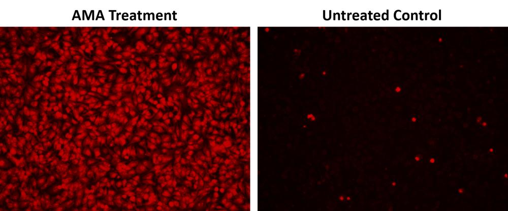 Cell Meter™ Fluorimetric Mitochondrial Superoxide Activity Assay Kit*Optimized for Microplate Reader* - AAT Bioquest