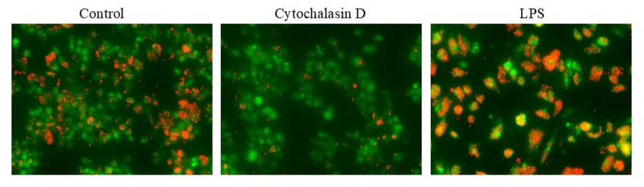 Cell Meter™ Fluorimetric Phagocytosis Assay Kit *Deep Red Fluorescence* - AAT Bioquest