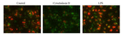 Cell Meter™ Fluorimetric Phagocytosis Assay Kit _x000D_
*Enhanced Red Fluorescence* - AAT Bioquest