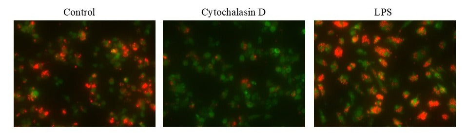 Cell Meter™ Fluorimetric Phagocytosis Assay Kit _x000D_
*Enhanced Red Fluorescence* - AAT Bioquest