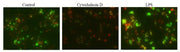 Cell Meter™ Fluorimetric Phagocytosis Assay Kit *Green Fluorescence* - AAT Bioquest