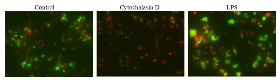 Cell Meter™ Fluorimetric Phagocytosis Assay Kit *Green Fluorescence* - AAT Bioquest