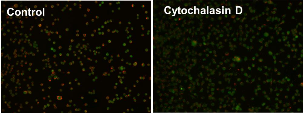 Cell Meter™ Fluorimetric Phagocytosis Assay Kit *Red Fluorescence* - AAT Bioquest