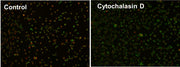 Cell Meter™ Fluorimetric Phagocytosis Assay Kit *Red Fluorescence* - AAT Bioquest