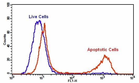 Cell Meter™ Generic Fluorimetric Caspase Activity Assay Kit *Green Fluorescence Optimized for Flow Cytometry* - AAT Bioquest
