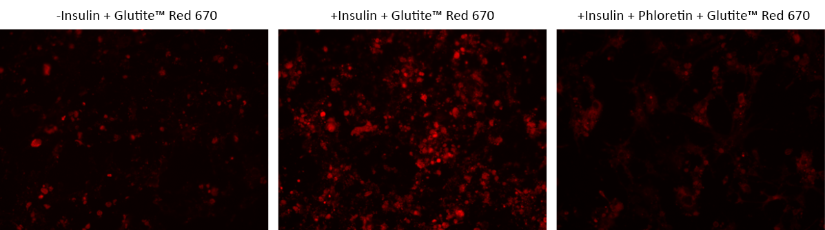 Cell Meter™ Glucose Uptake Imaging Kit *Red Fluorescence* - AAT Bioquest