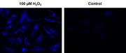 Cell Meter™ Intracellular Fluorimetric Hydrogen Peroxide Assay Kit *Blue Fluorescence* - AAT Bioquest