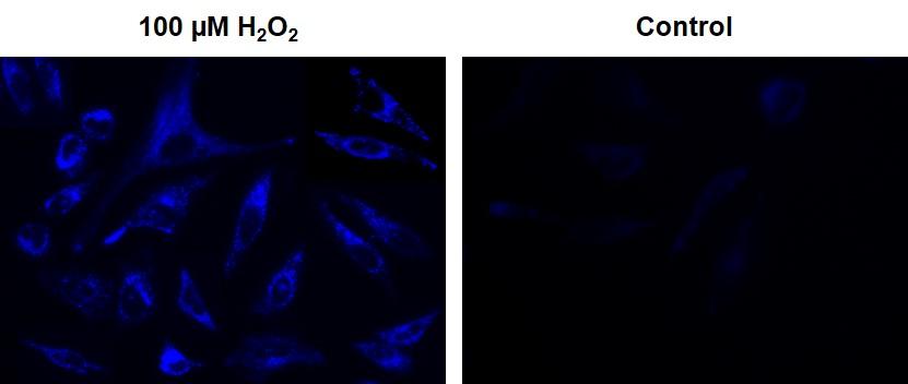 Cell Meter™ Intracellular Fluorimetric Hydrogen Peroxide Assay Kit *Blue Fluorescence* - AAT Bioquest