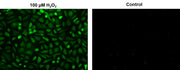 Cell Meter™ Intracellular Fluorimetric Hydrogen Peroxide Assay Kit *Green Fluorescence* - AAT Bioquest