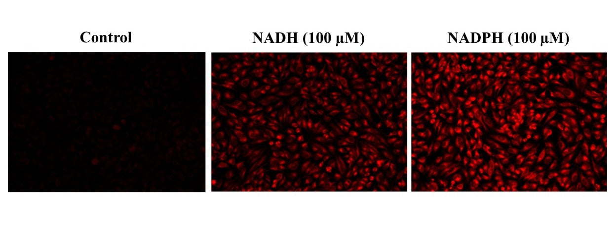 Cell Meter™ Intracellular NADH/NADPH Fluorescence Imaging Kit *Deep Red Fluorescence* - AAT Bioquest