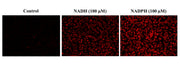 Cell Meter™ Intracellular NADH/NADPH Fluorescence Imaging Kit *Deep Red Fluorescence* - AAT Bioquest