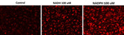 Cell Meter™ Intracellular NADH/NADPH Fluorescence Imaging Kit *Red Fluorescence* - AAT Bioquest