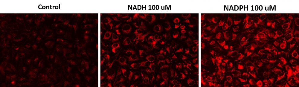 Cell Meter™ Intracellular NADH/NADPH Fluorescence Imaging Kit *Red Fluorescence* - AAT Bioquest