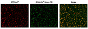 Cell Meter™ Live Cell ATP Assay Kit - AAT Bioquest