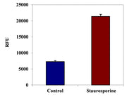 Cell Meter™ Live Cell Caspase 13 Binding Assay Kit *Green Fluorescence* - AAT Bioquest