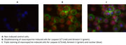 Cell Meter™ Live Cell Caspase 3/7 and Phosphatidylserine Detection Kit *Triple Fluorescence Colors* - AAT Bioquest
