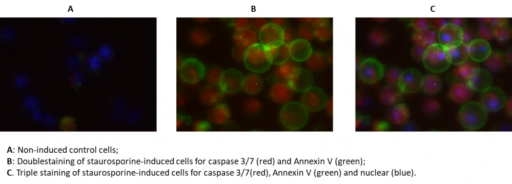 Cell Meter™ Live Cell Caspase 3/7 and Phosphatidylserine Detection Kit *Triple Fluorescence Colors* - AAT Bioquest