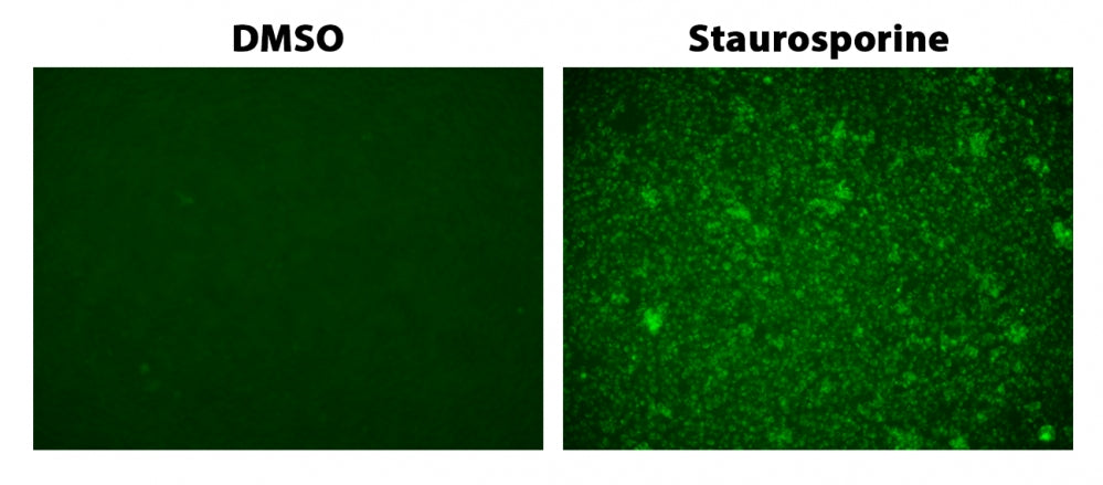 Cell Meter™ Live Cell Caspase 3/7 Imaging Kit *Green Fluorescence* - AAT Bioquest
