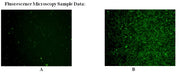 Cell Meter™ Live Cell Caspase 9 Binding Assay Kit *Green Fluorescence* - AAT Bioquest