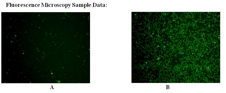 Cell Meter™ Live Cell Caspase 9 Binding Assay Kit *Green Fluorescence* - AAT Bioquest